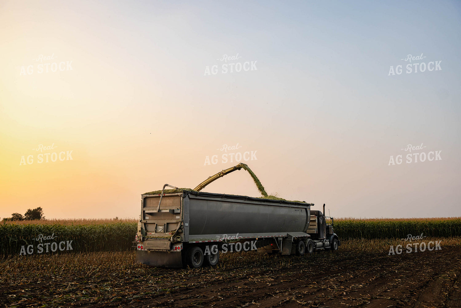 Chopping Corn Silage 152541