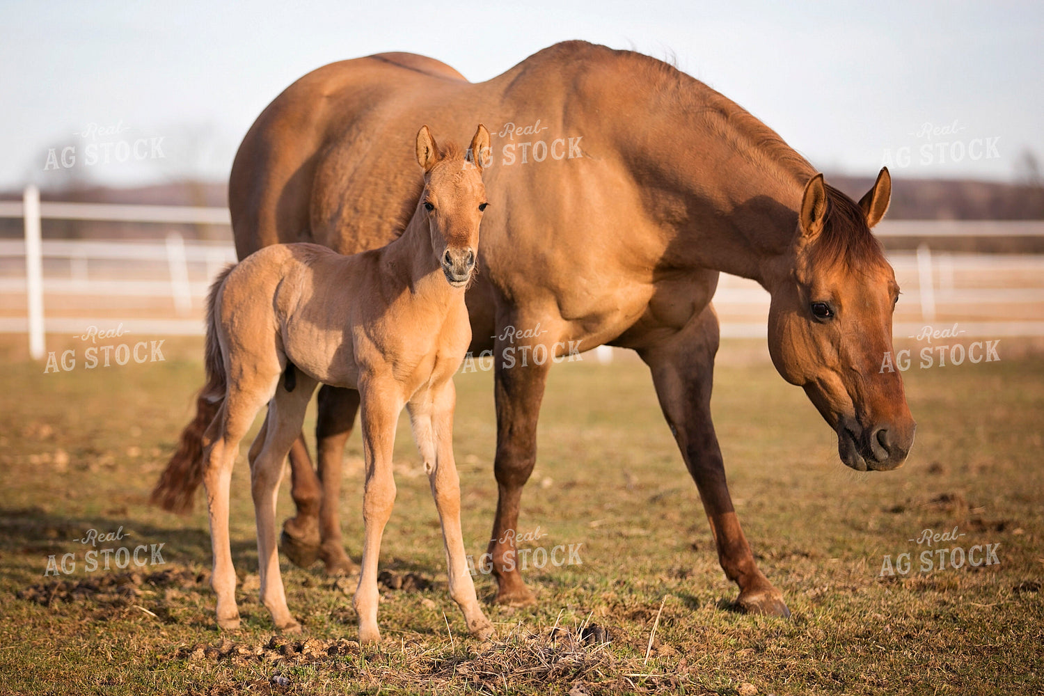Brown Horse and Foal 55120