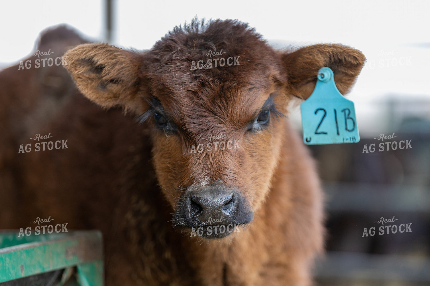Jersey Dairy Calf 90022