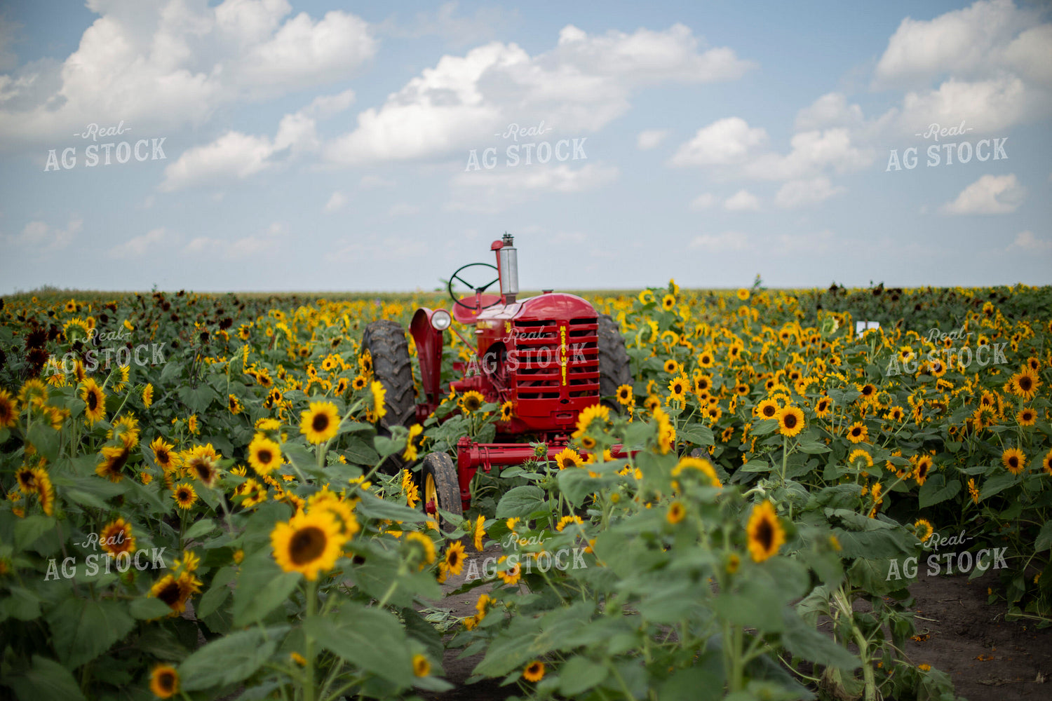 Sunflower Field 93091