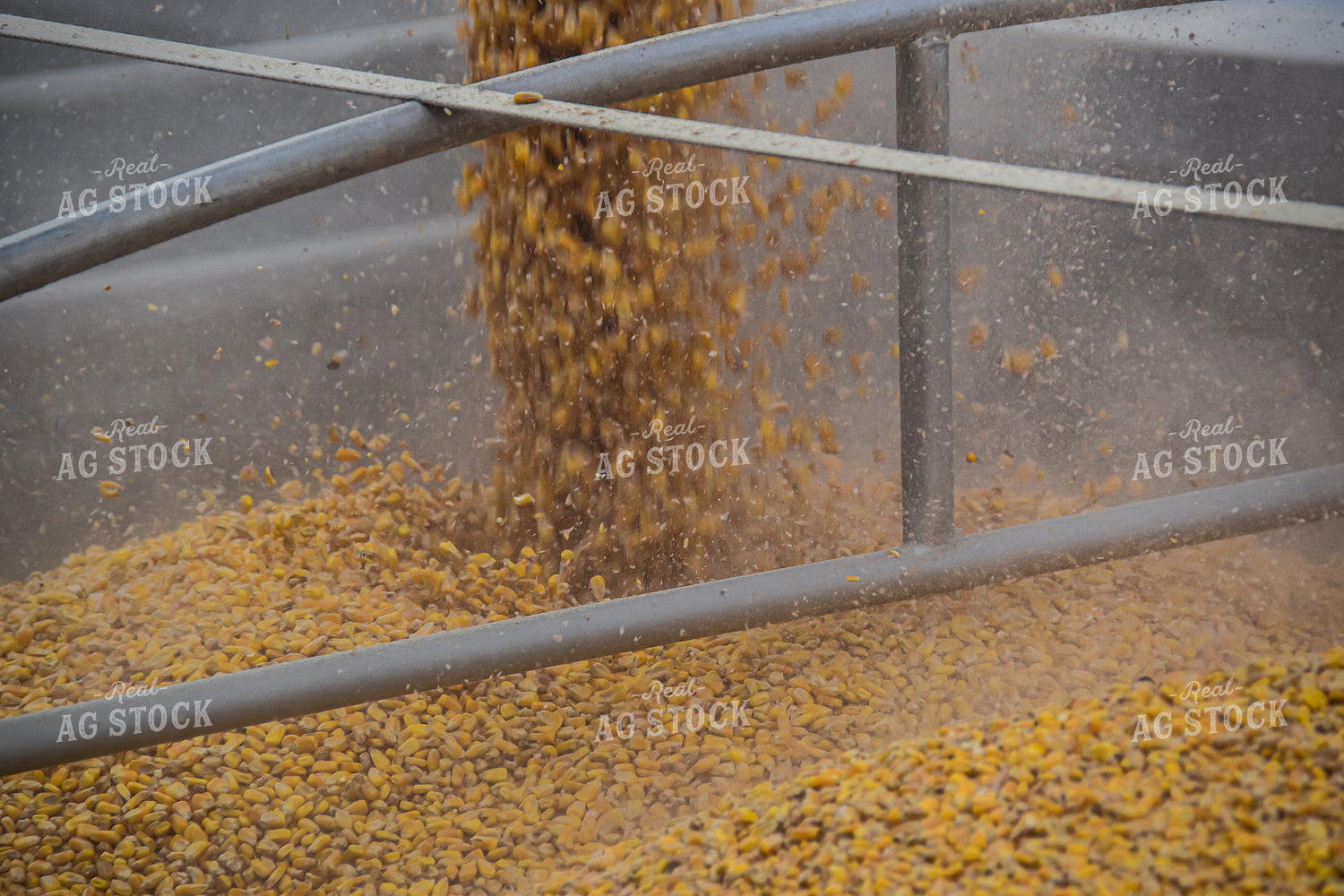 Corn Loaded into Semi Trailer 84053