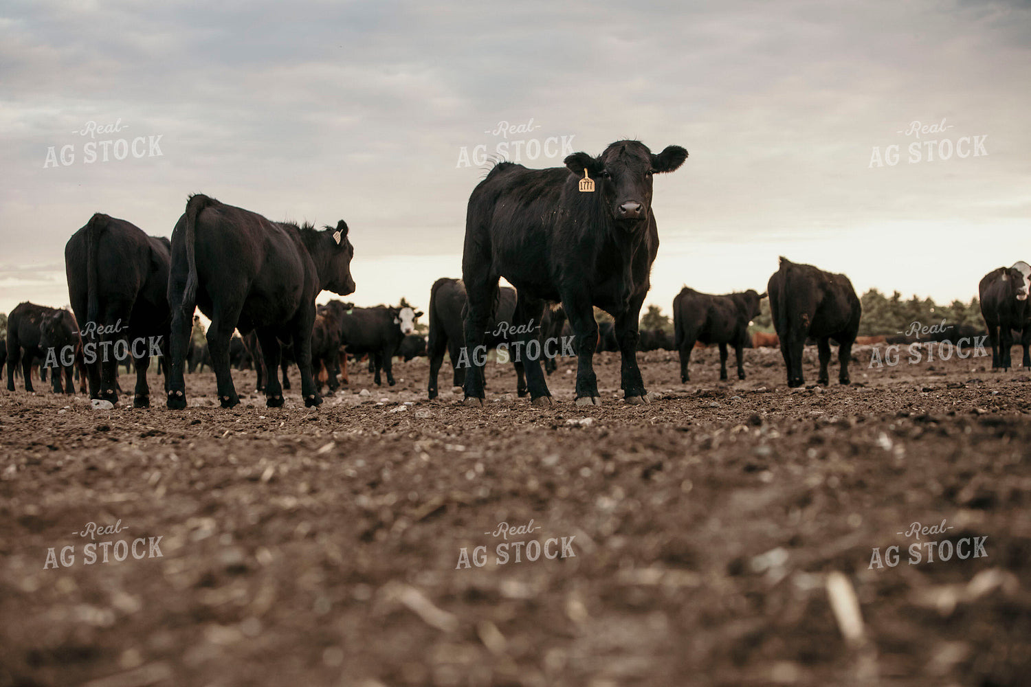 Feedyard 3107