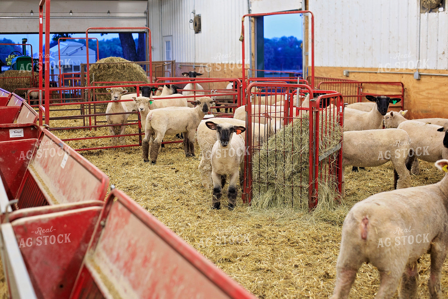 Sheep in Farmyard 93184