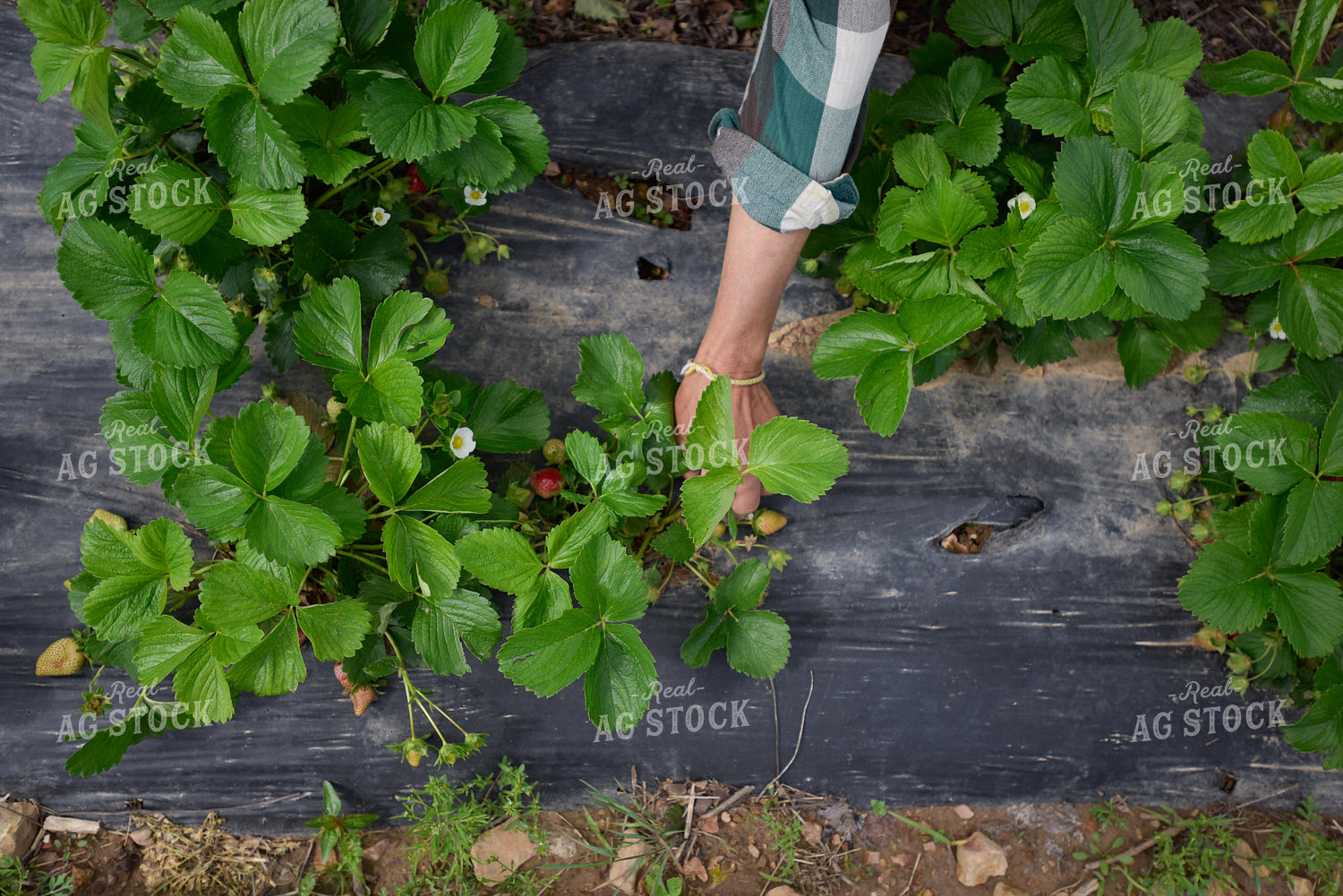 Strawberry Plants 129006