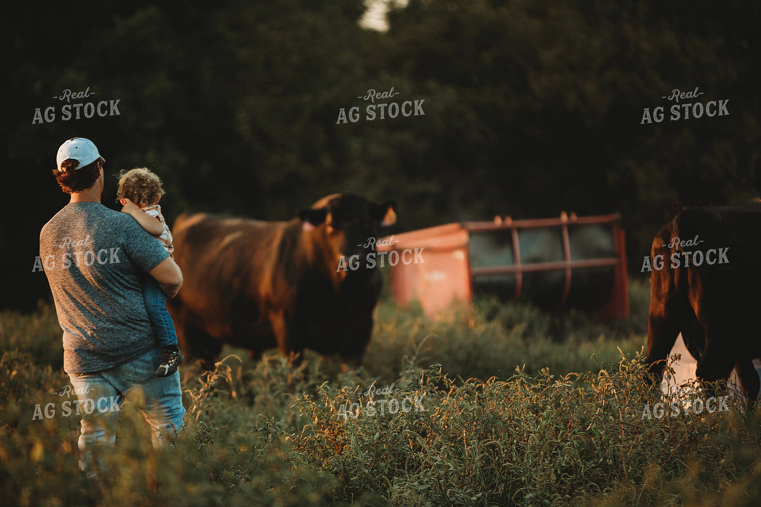 Farm Family with Cows in Pasture 3193