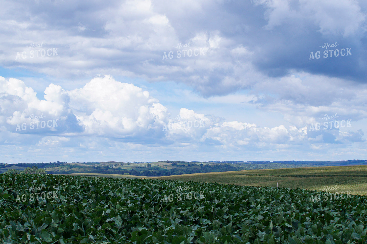 Rural Landscape 156002