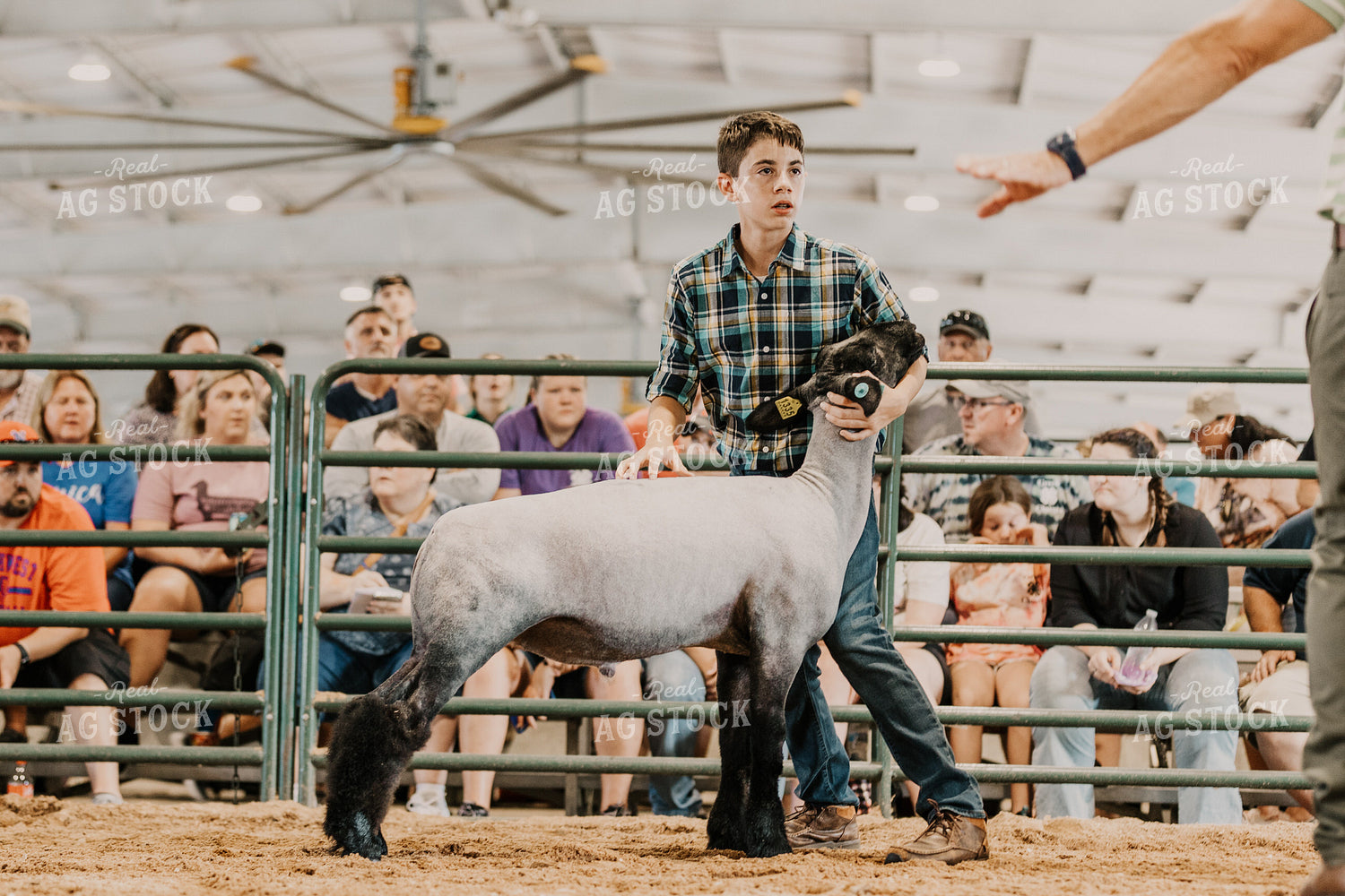 Farm Kid Showing Sheep 52510