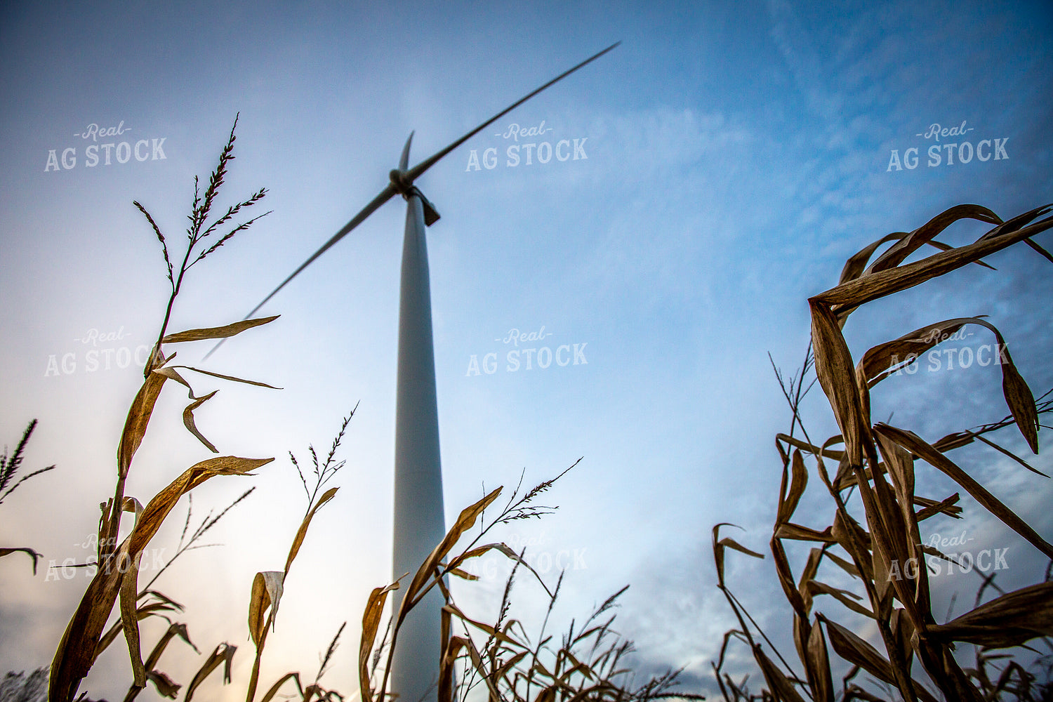 Corn Below Wind Turbine 250100