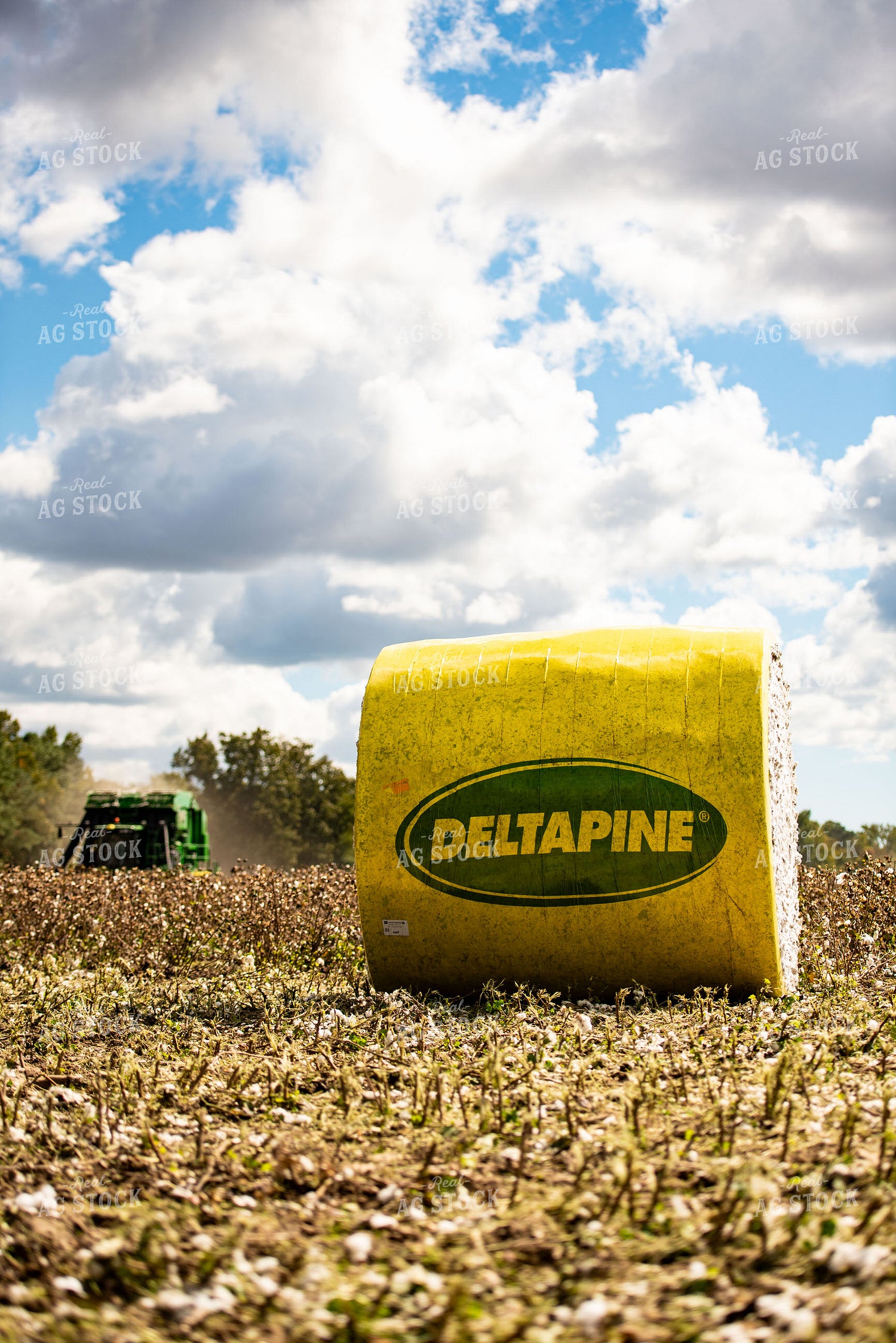 Cotton Harvest 136116