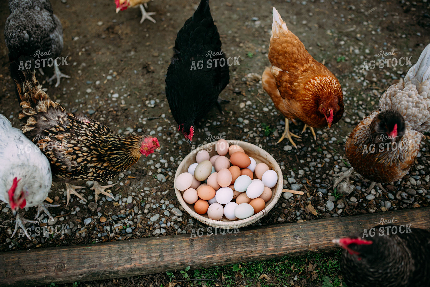 Chickens 169073