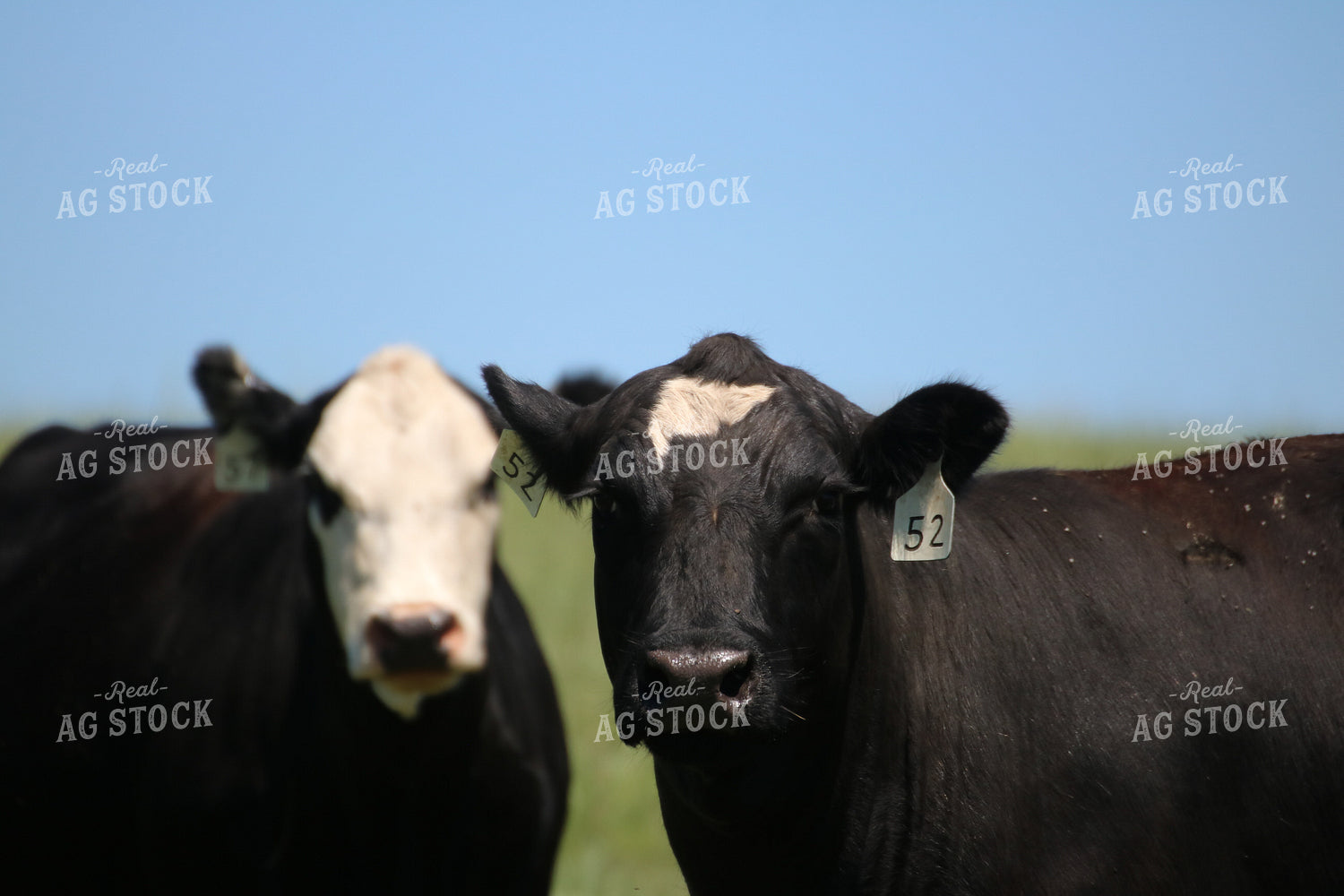Cattle in Pasture 82085