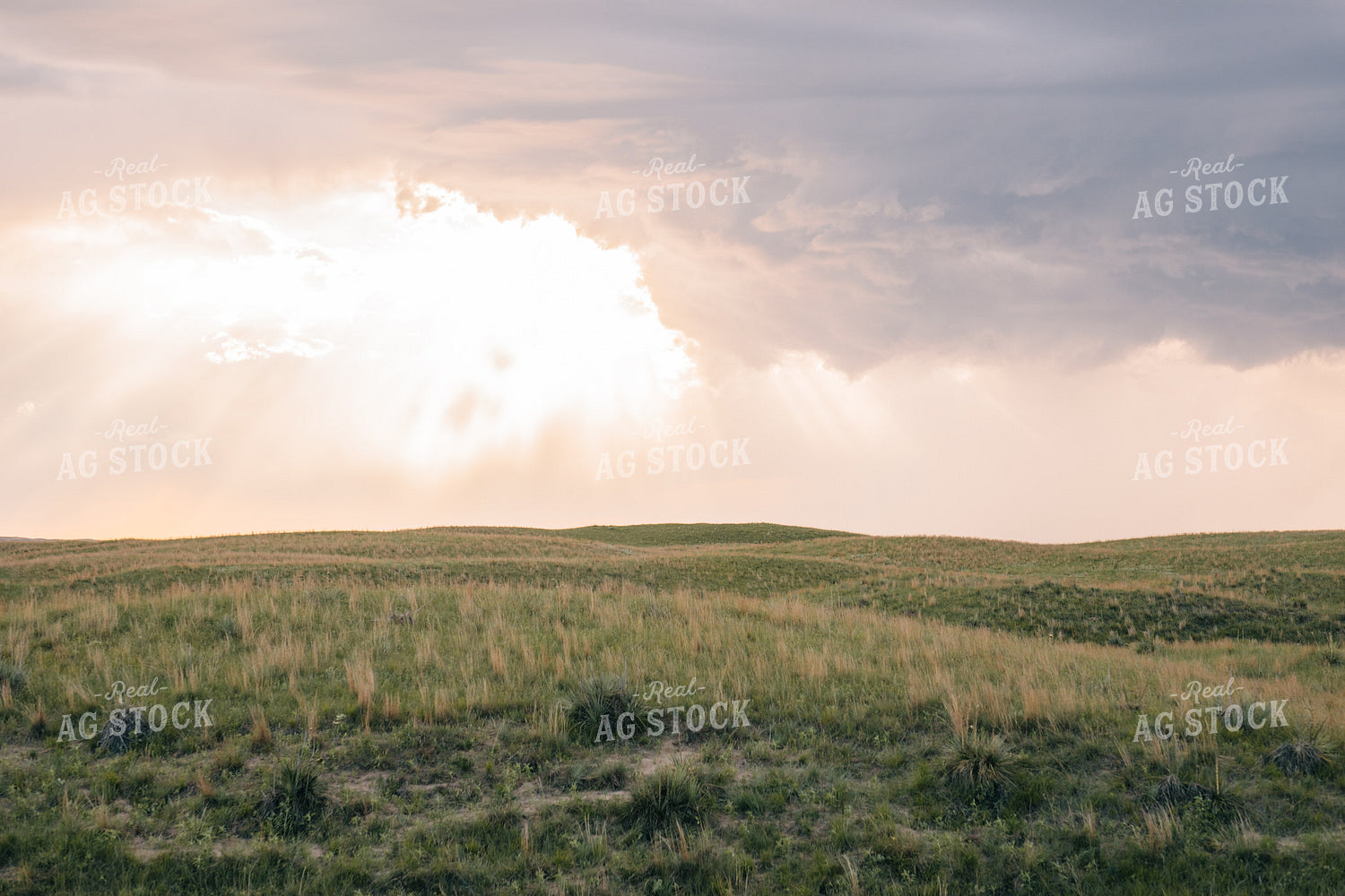 Sand Hills Pasture 53022