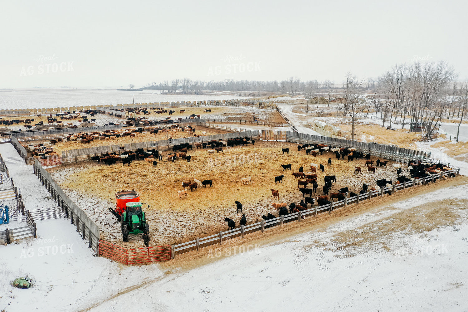 Feeding Cattle in Feedlot 64046