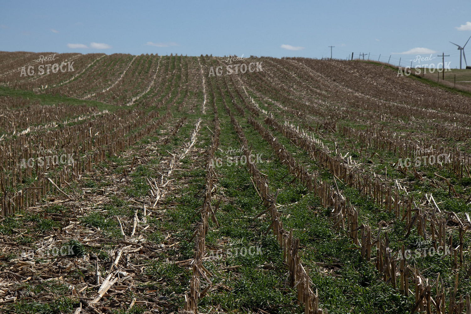 Cover Crops in Corn Stalks 67204