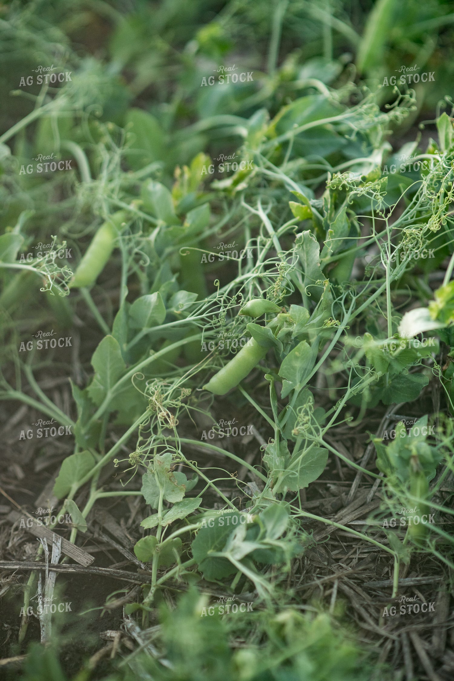 Up Close Pea Plant 76208