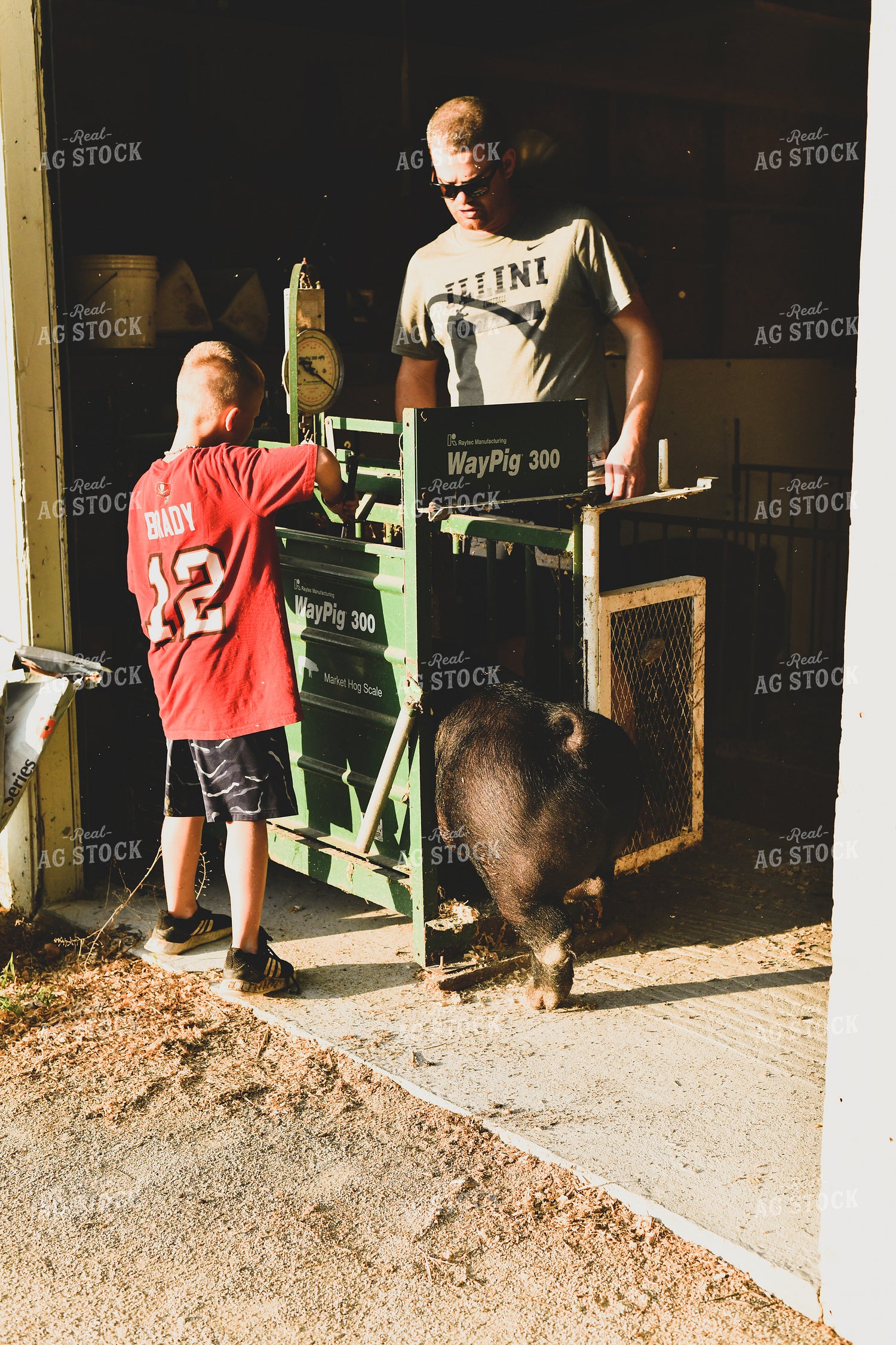 Farmer and Son Weighing Show Pig 86026
