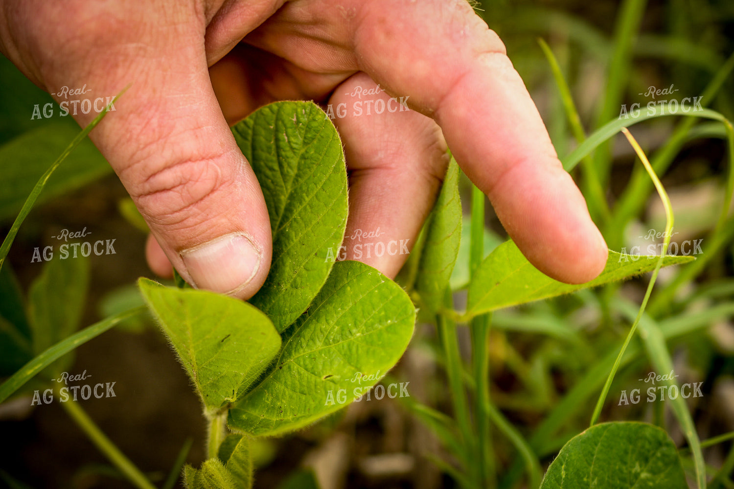 Scouting Early Growth Soybeans 191137