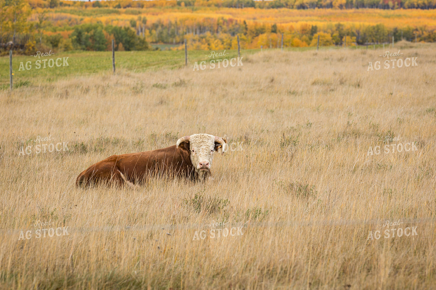 Hereford Cattle on Scenic Pasture 138103