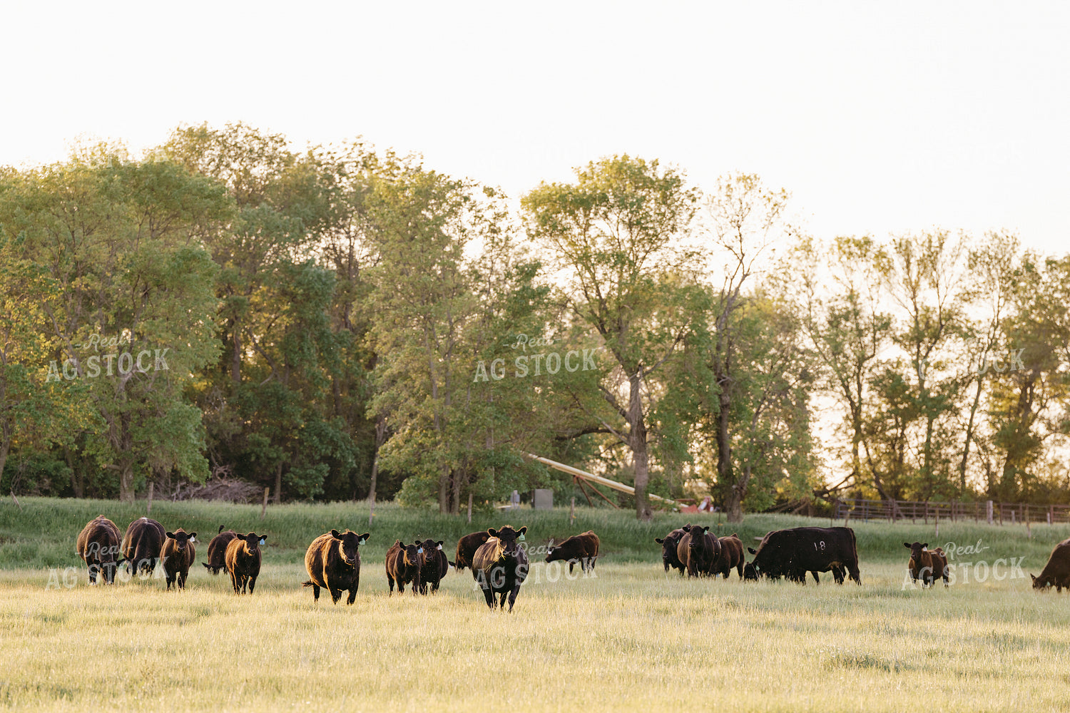 Black Angus Cattle on Pasture 68192