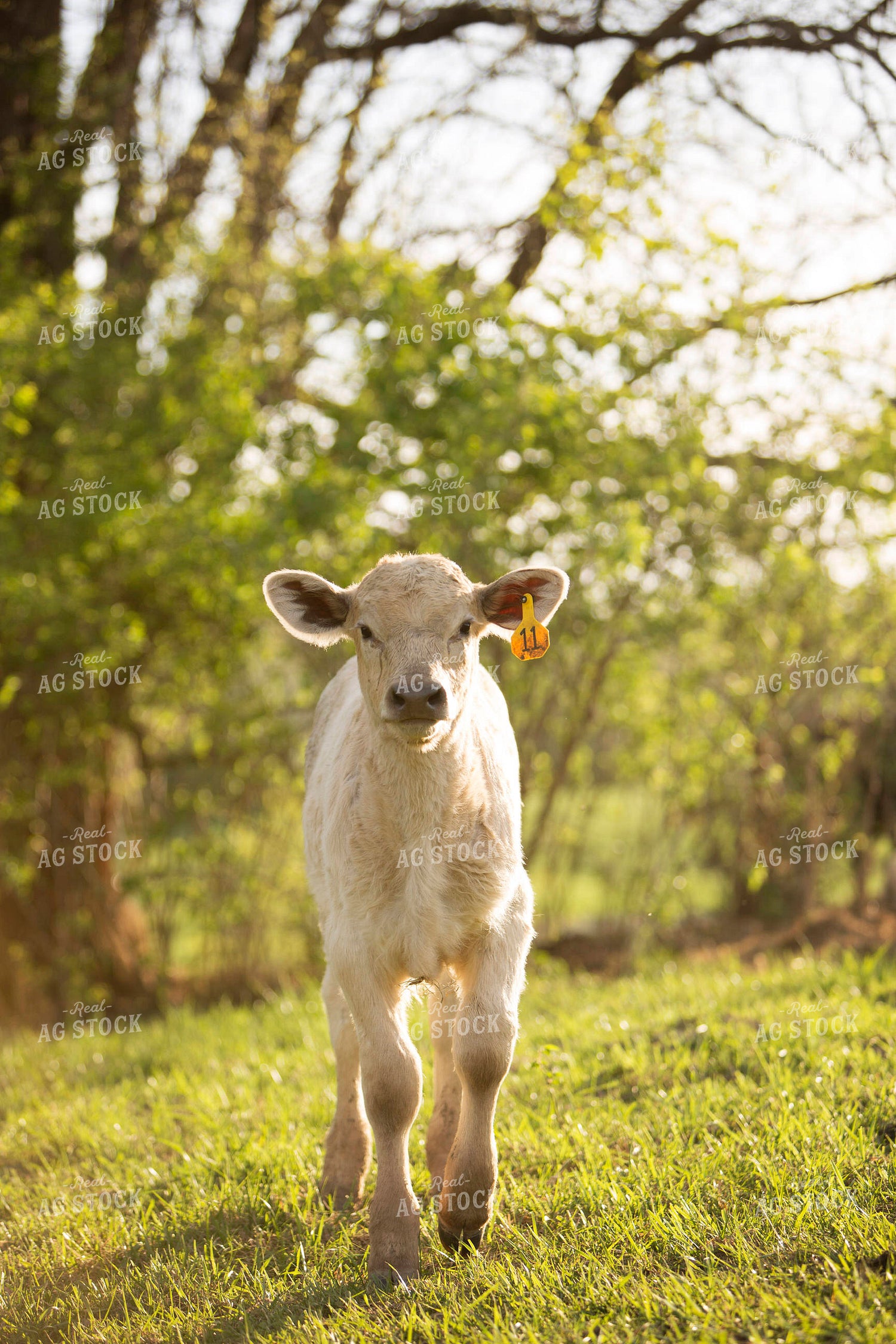 Calf - Charolais and Angus Cross 15