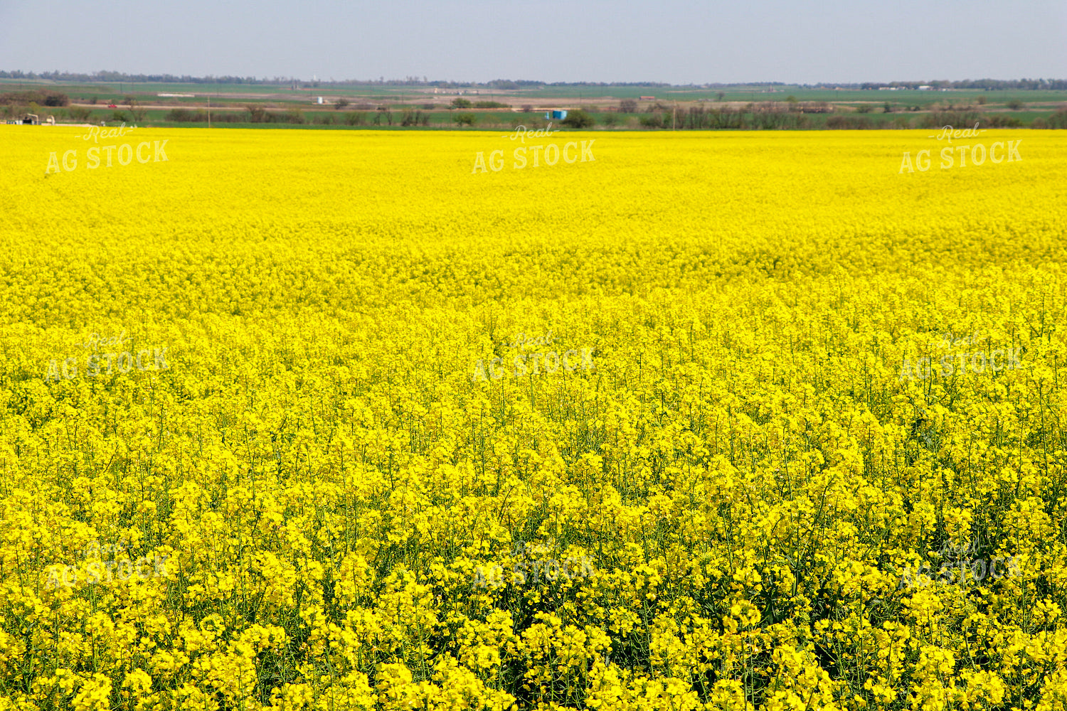 Flowering Canola Field 60003