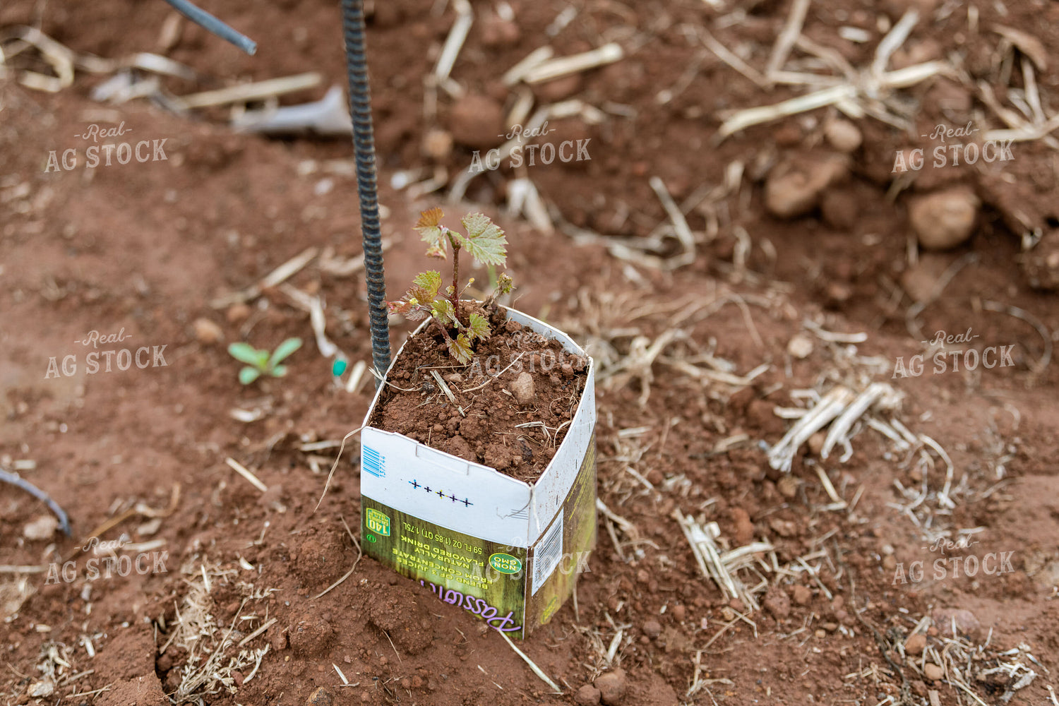 Vineyard Grape Production 107024