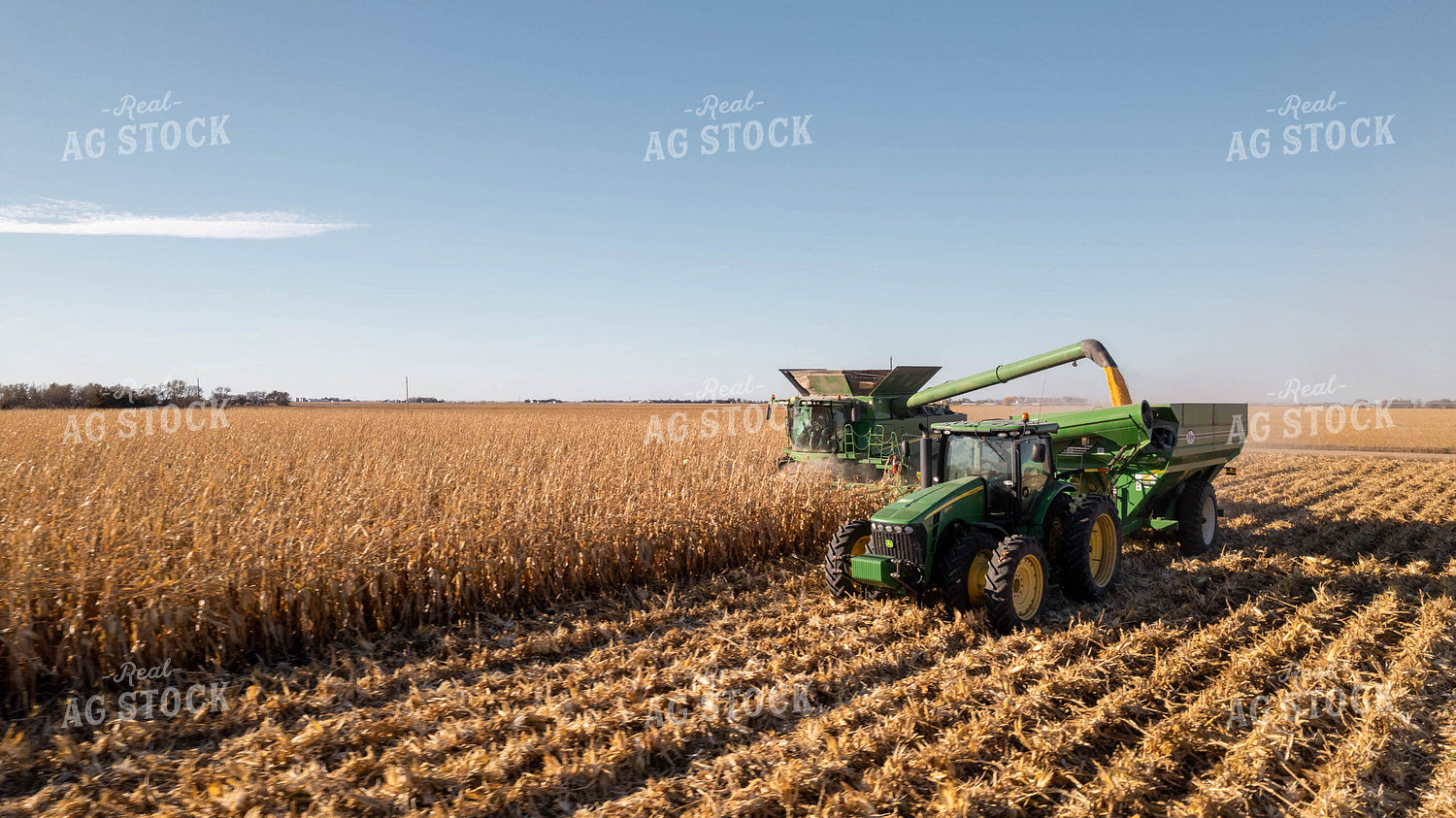 Corn Harvest 114018