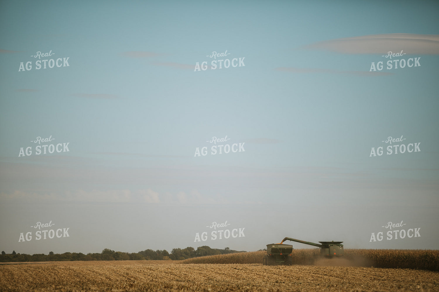 Corn Harvest 6566