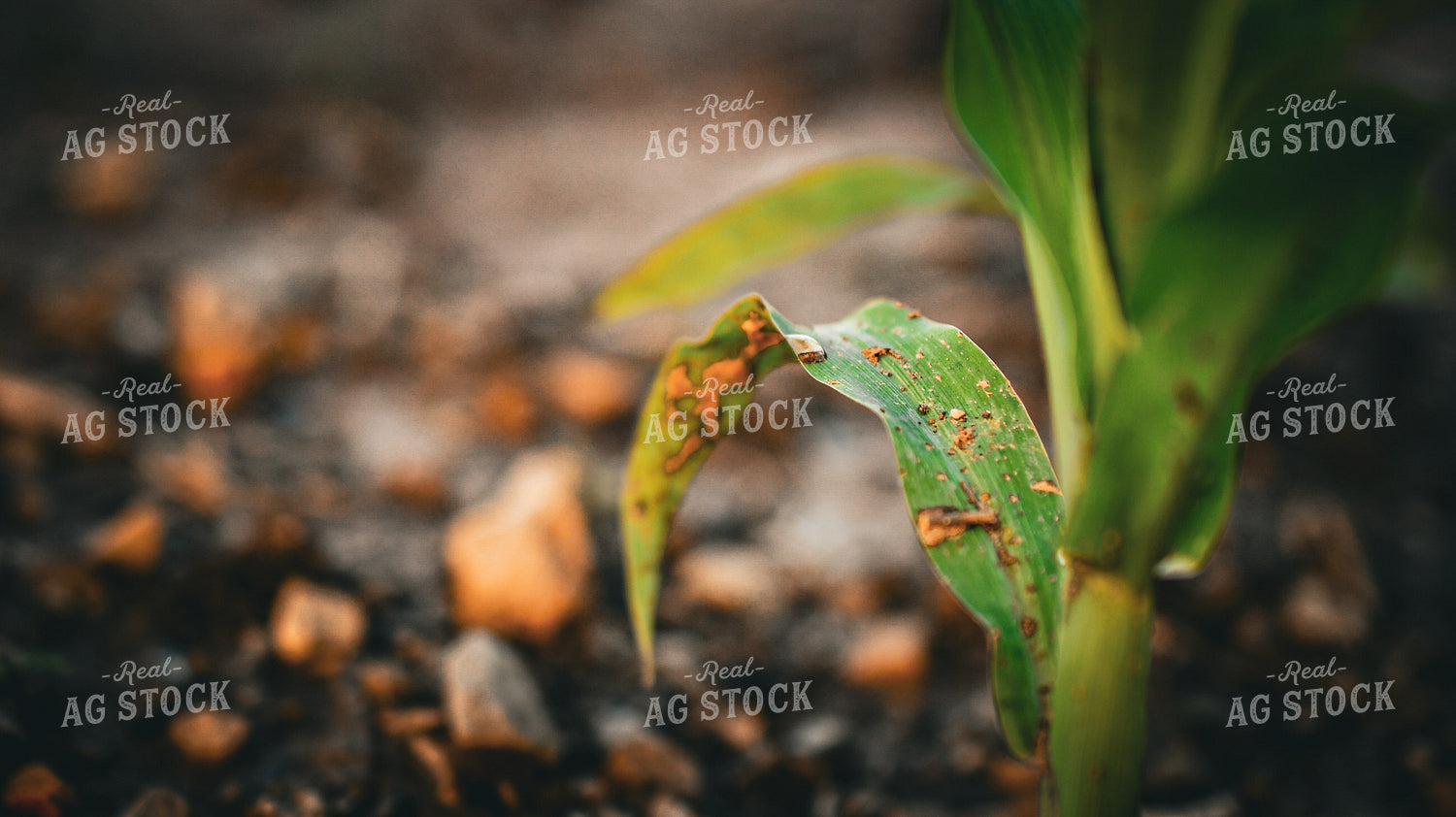 Corn with Chemcial Damage 191155