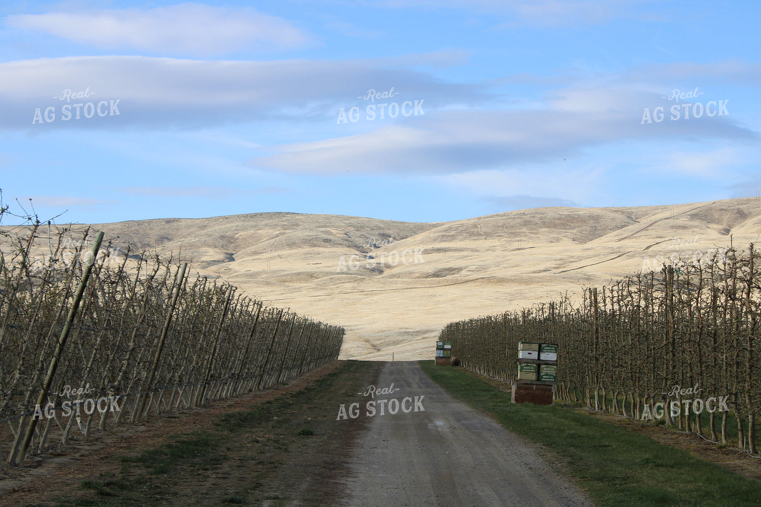 Road Through Apple Orchard on Trellis 198021