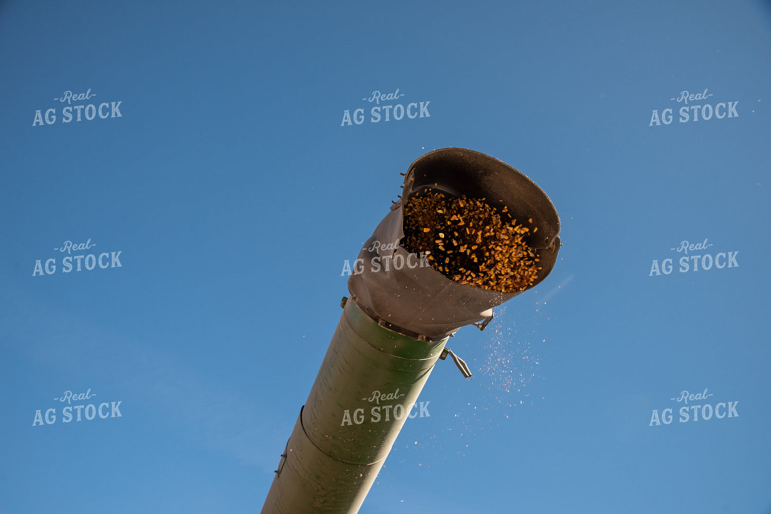 Corn Coming Out of Combine Auger 76299
