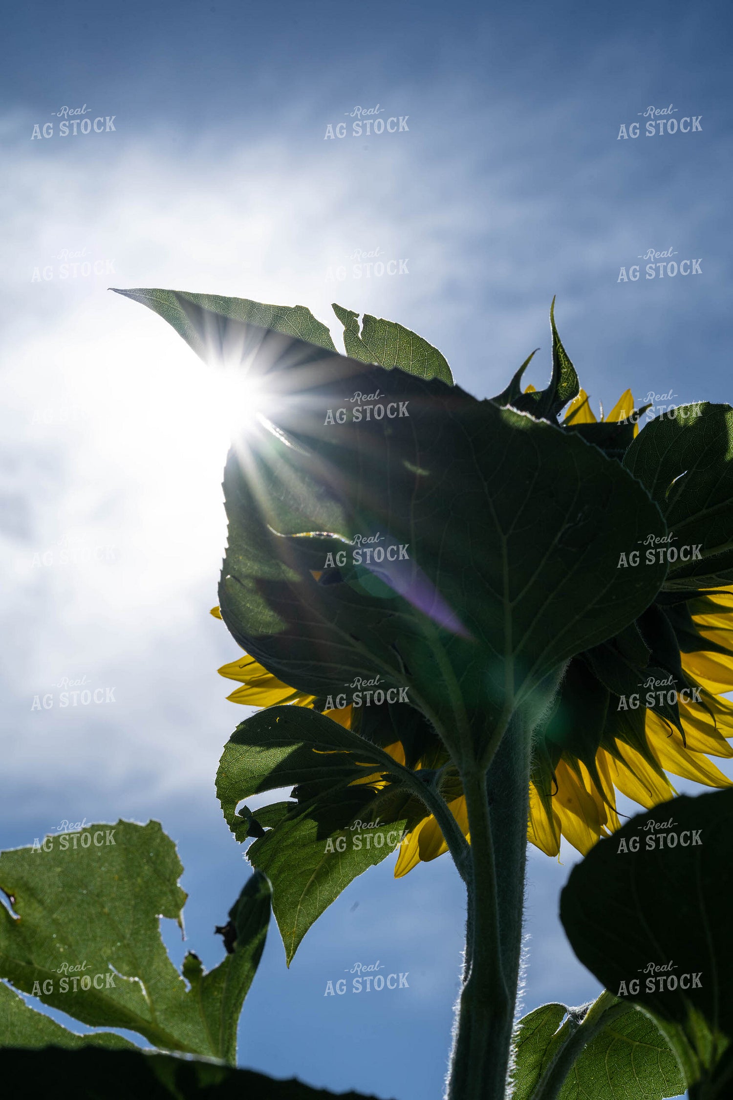 Bottom of Sunflower 91014