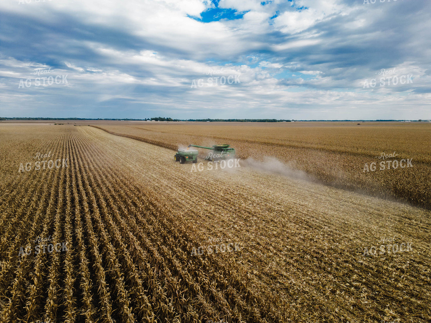 Corn Harvest 115105