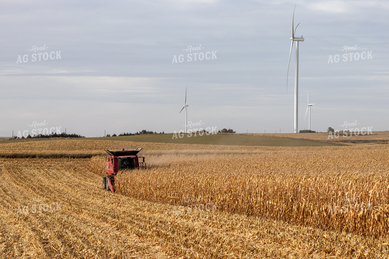 Combine Harvesting Corn 67148