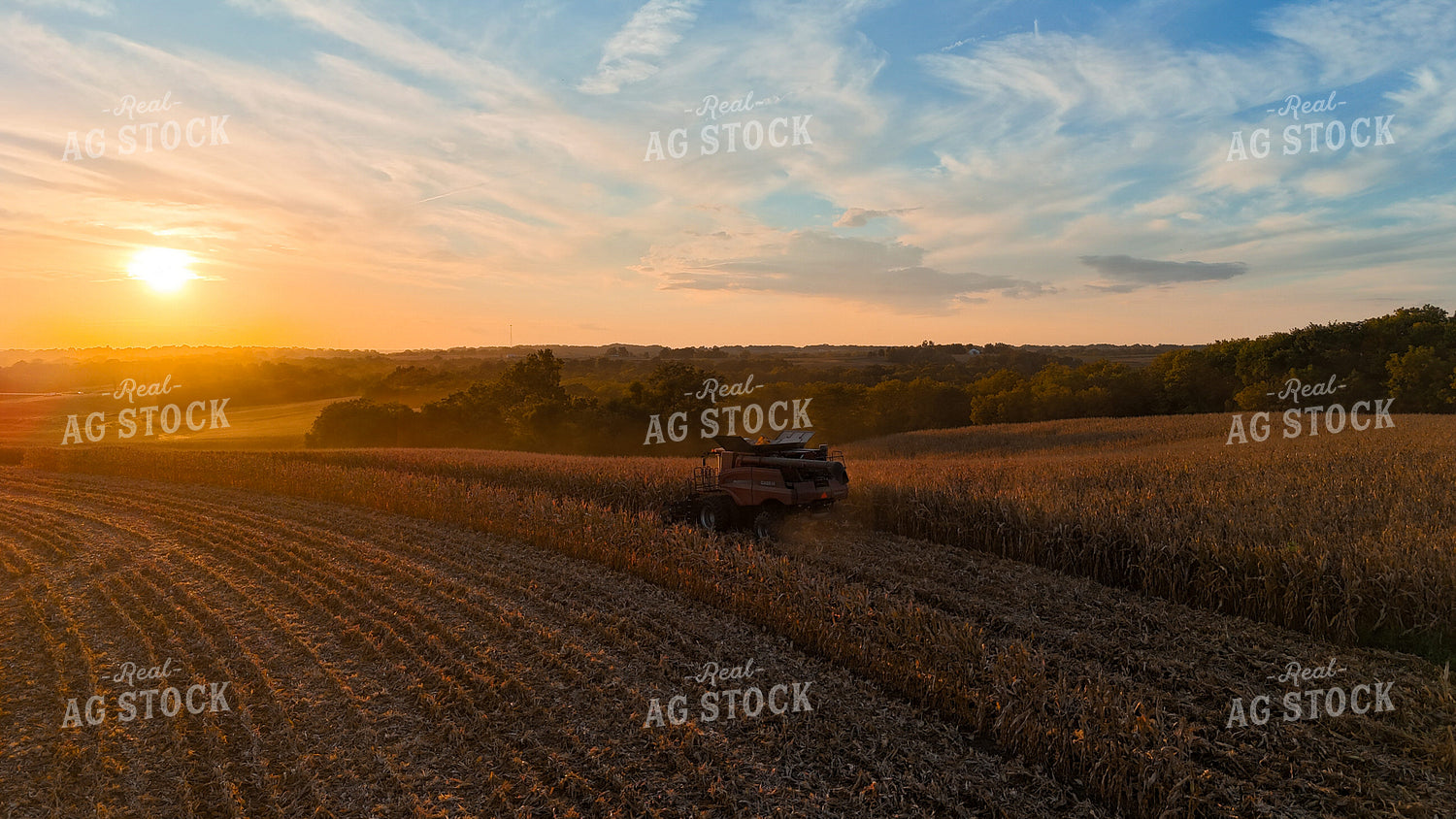 Corn Harvest 191283