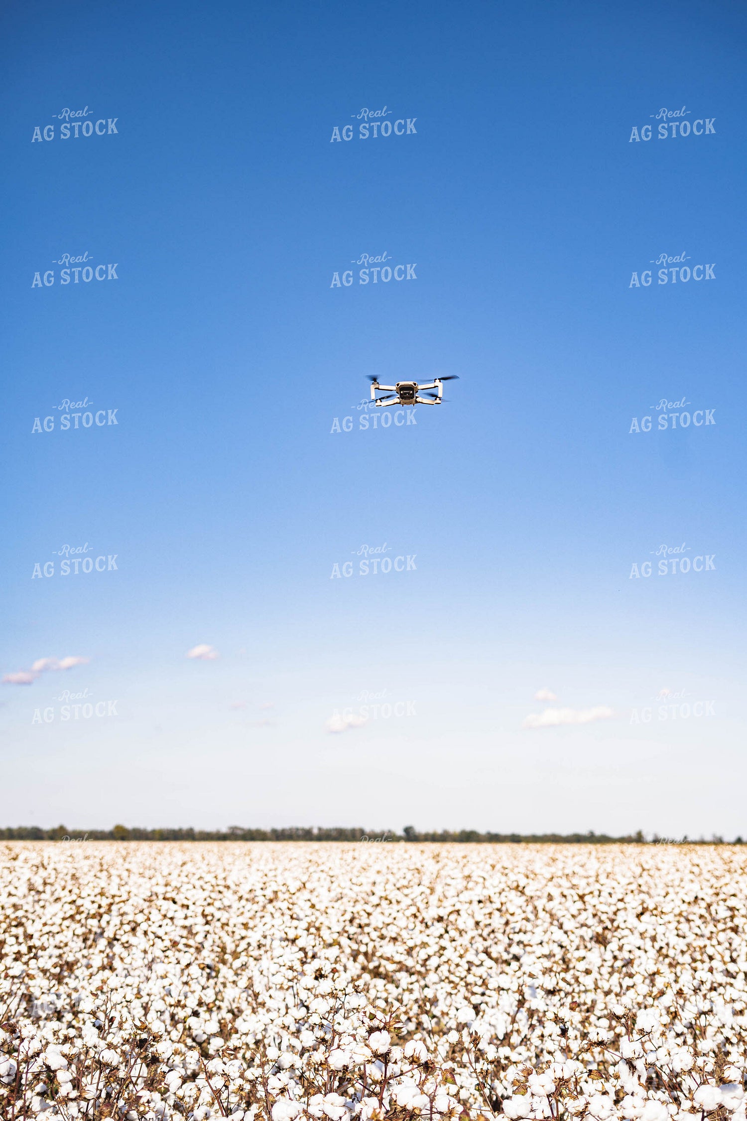 Drone Flying Over Cotton Field 91024
