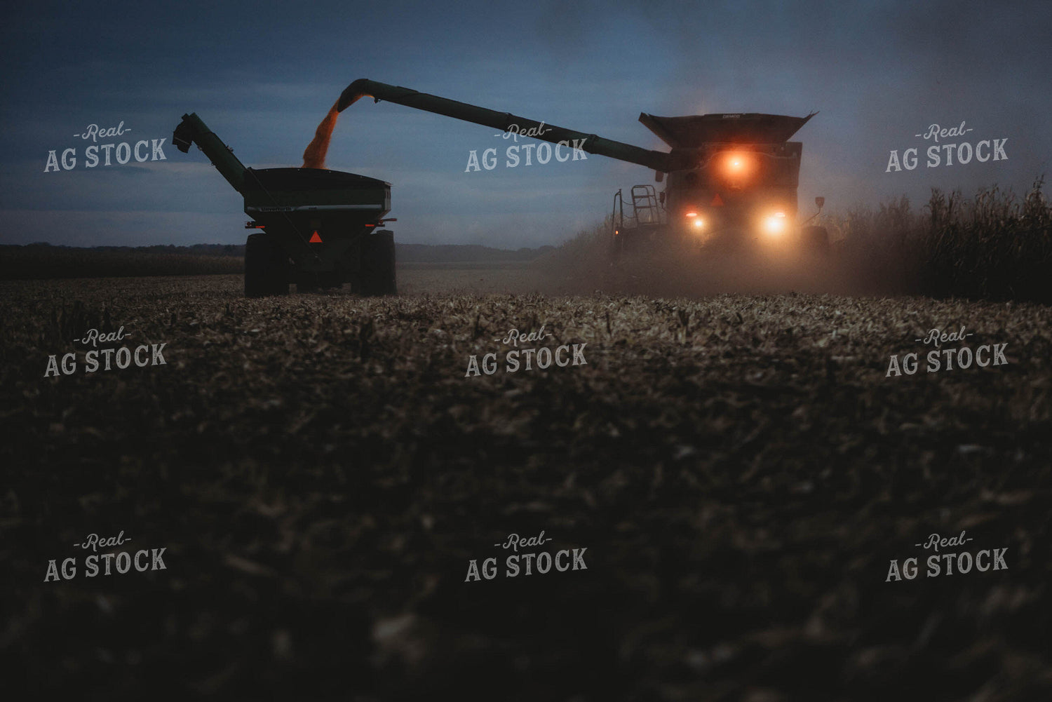 Corn Harvest 8642