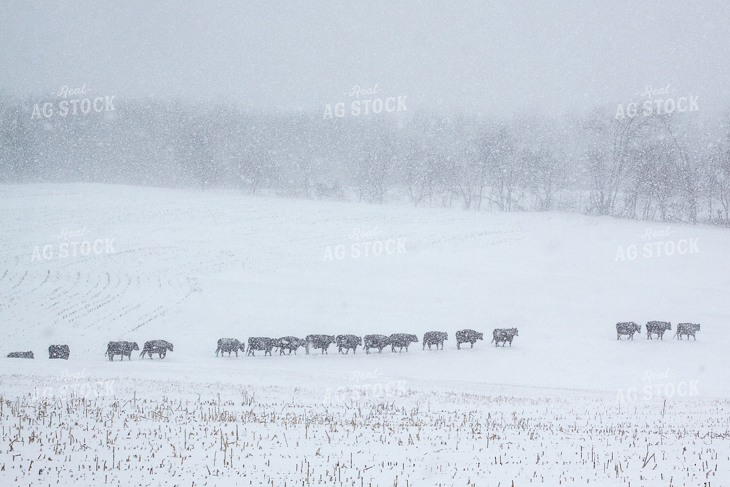 Cattle in Snow 145011