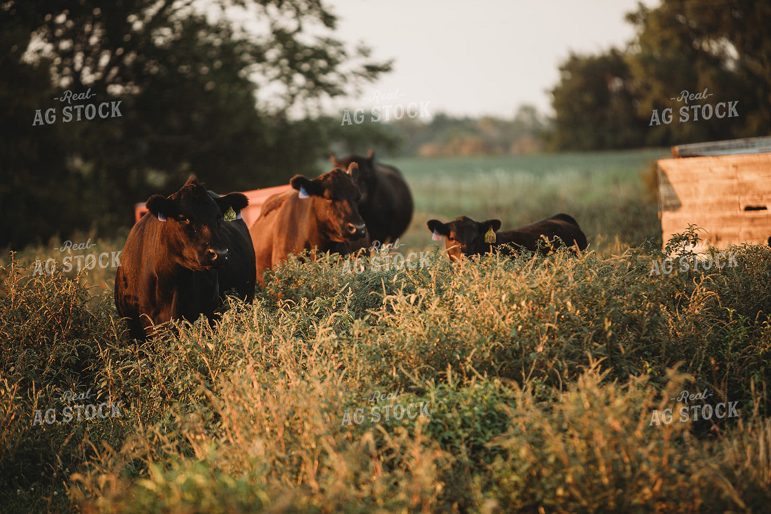 Cows in Pasture at Sunset 3187