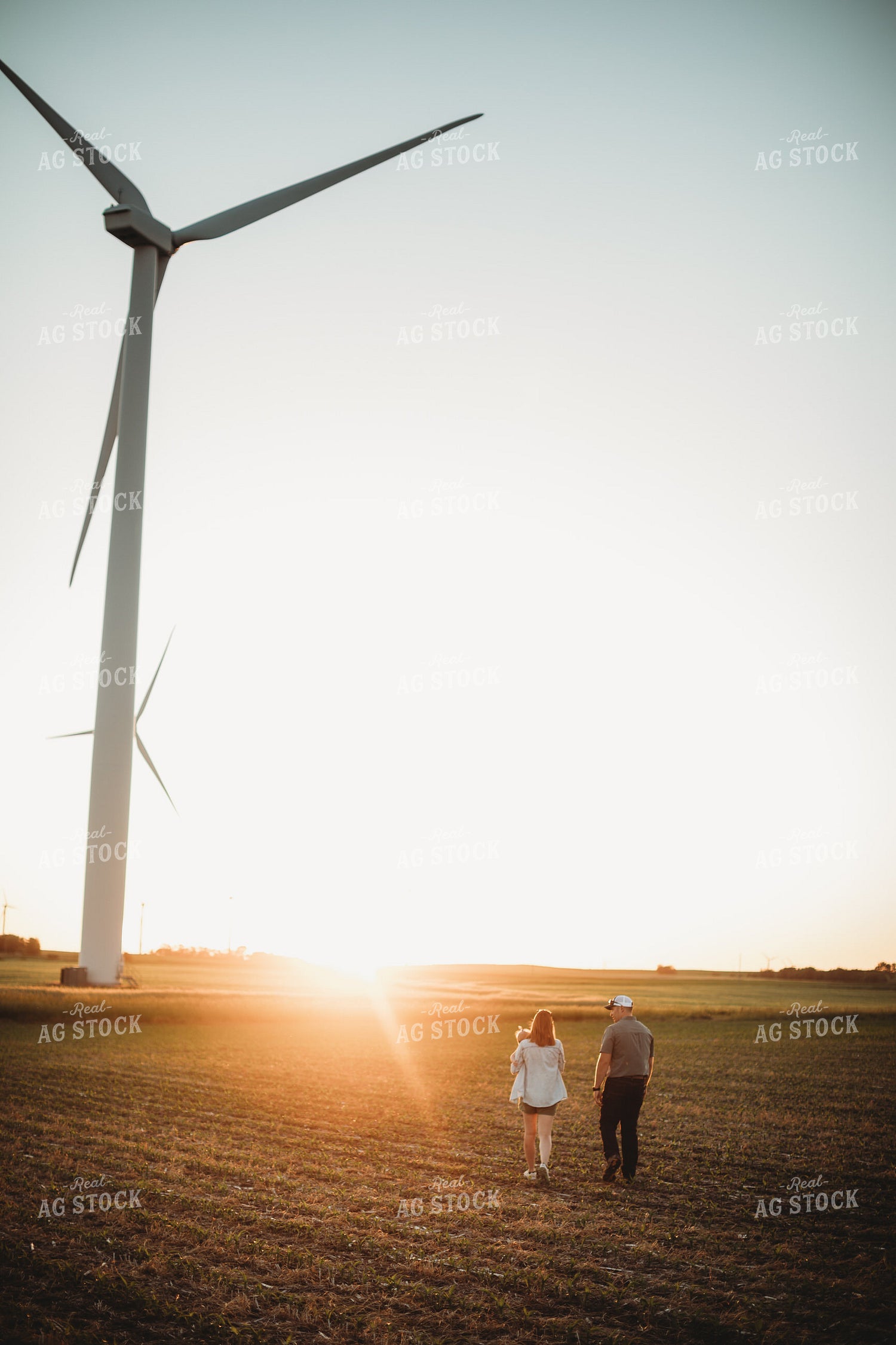 Farm Family Walking in Corn Field with Triticale Cover Crop at Sunset 5926