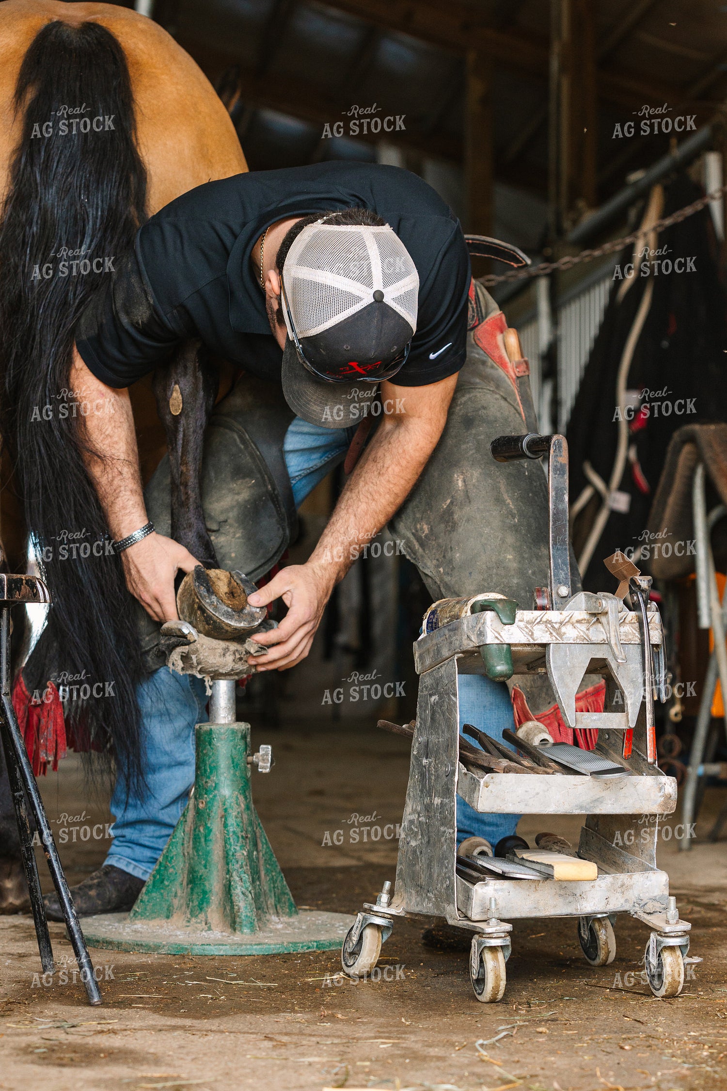 Farrier Fitting Horseshoes 52725