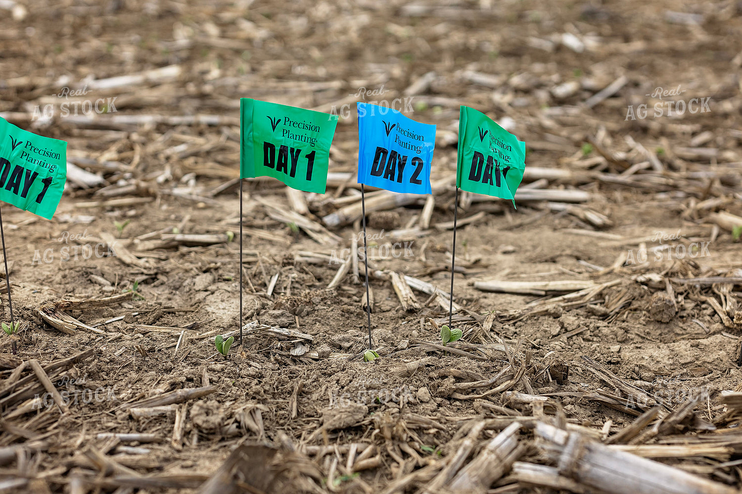 Emergence Flags 93284