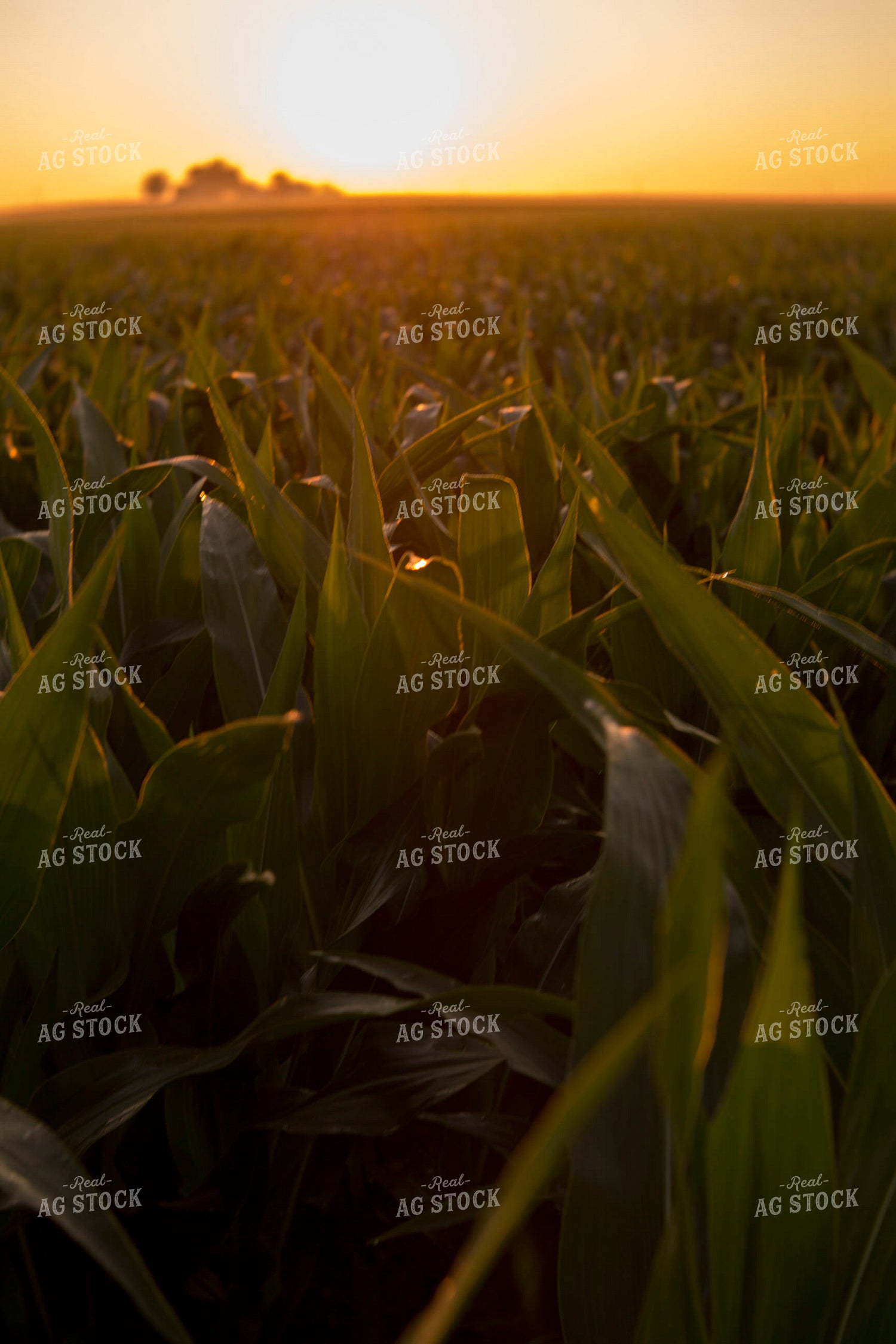Corn - Mid-Season 1208