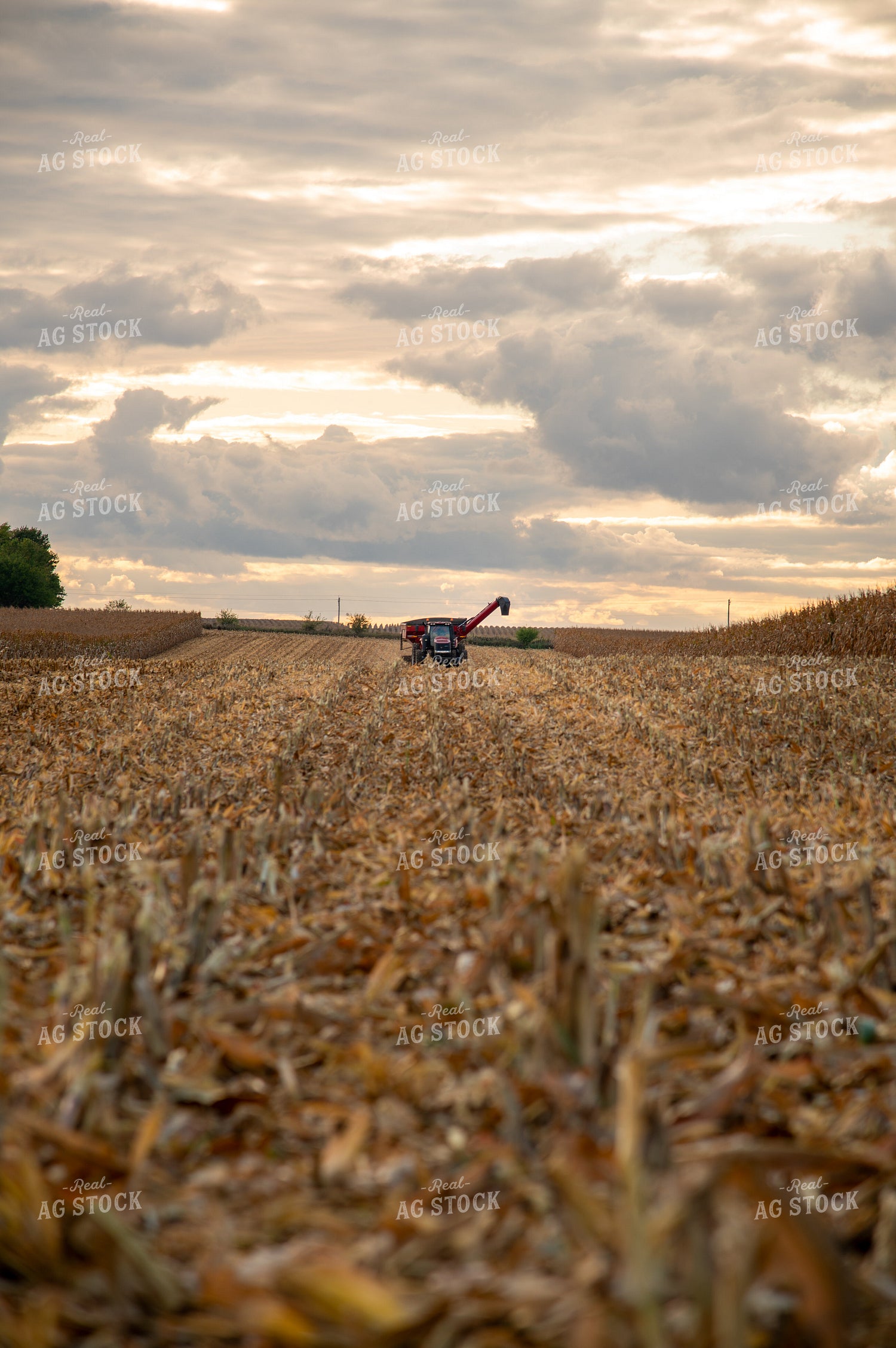 Grain Cart Driving through Corn Field 25569