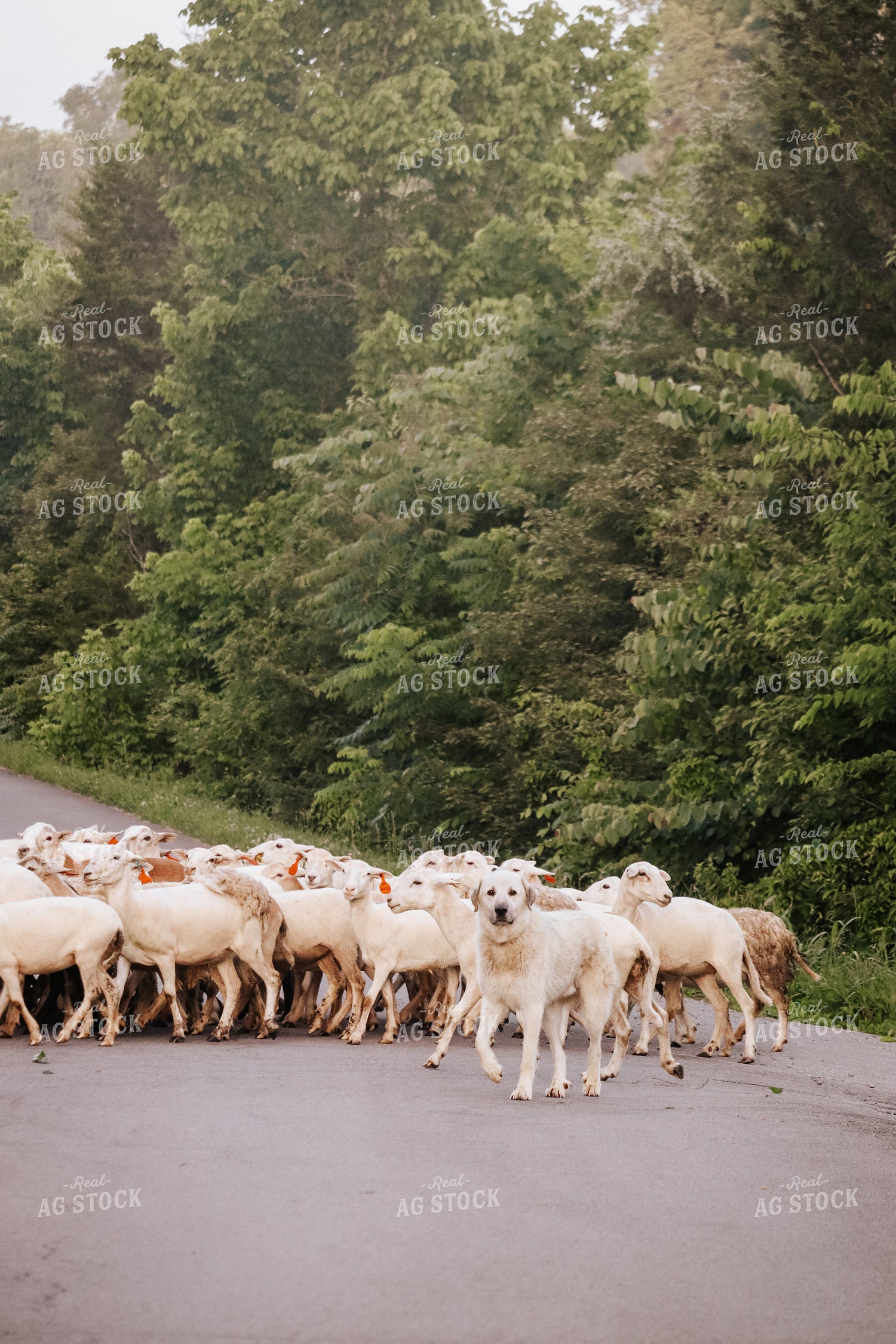 Farm Dog Herding Sheep 220012