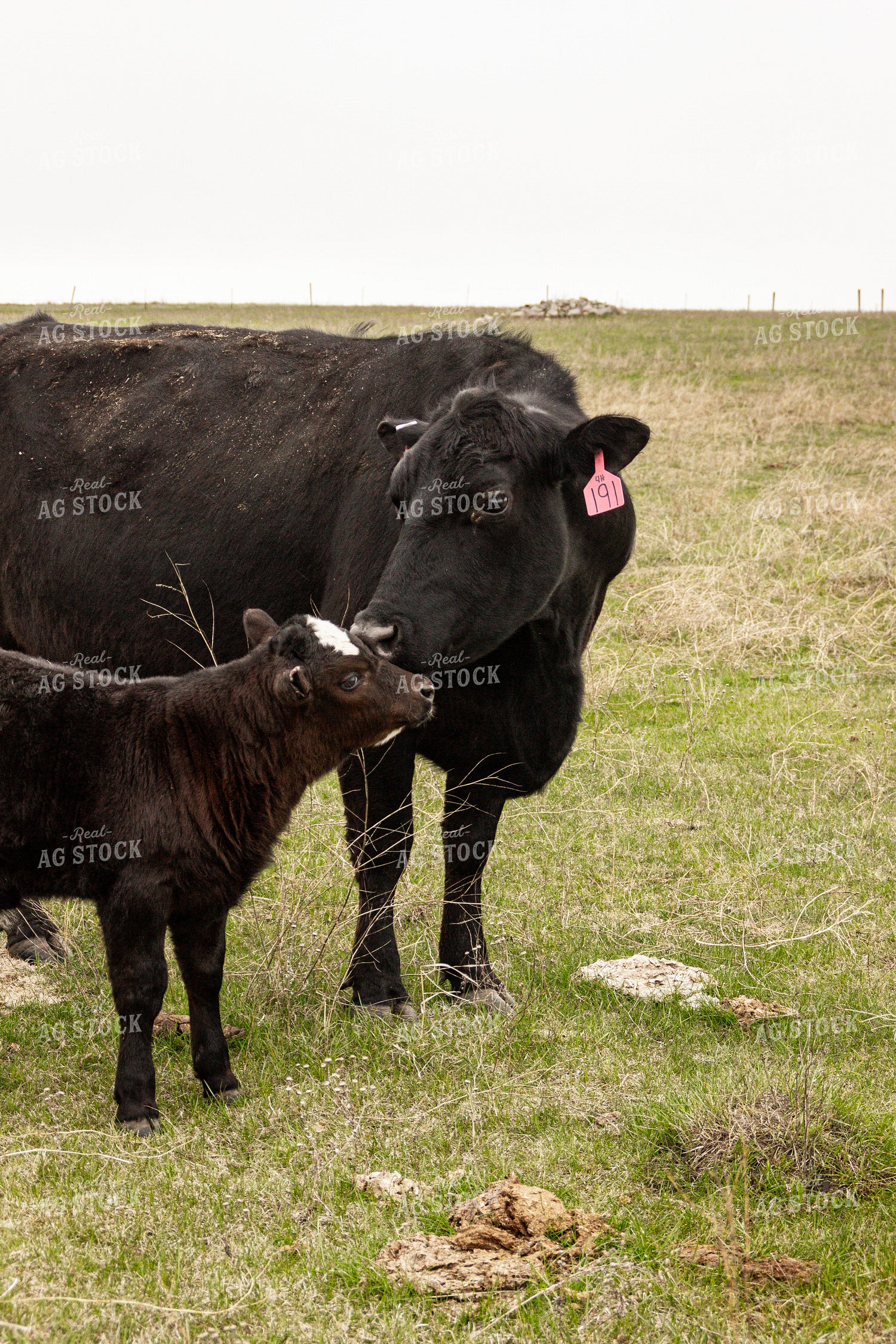 Cow Calf Pair 155129