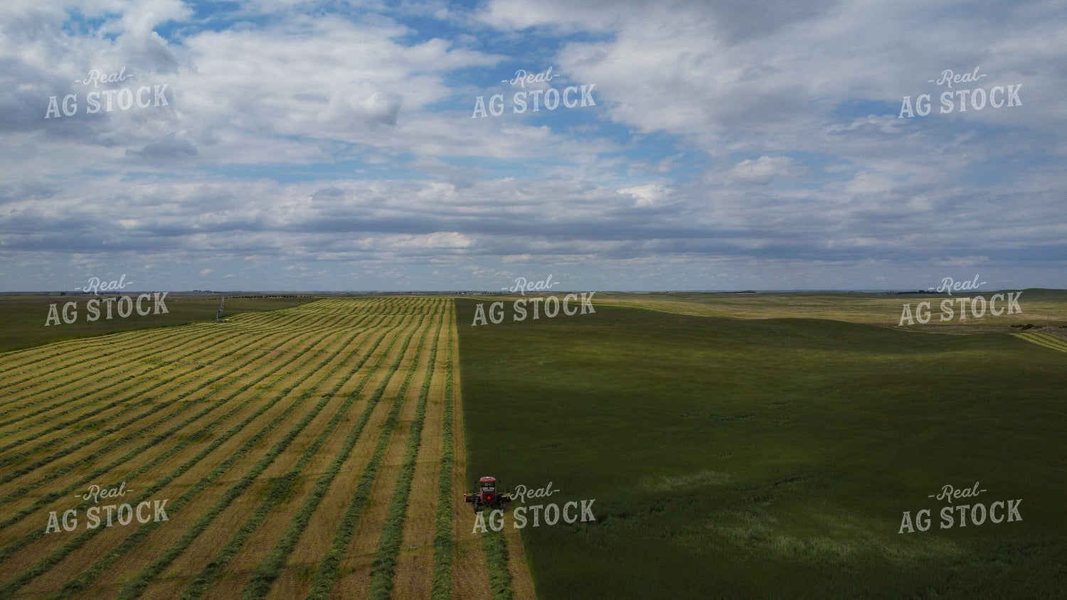 Cutting Rye 223015