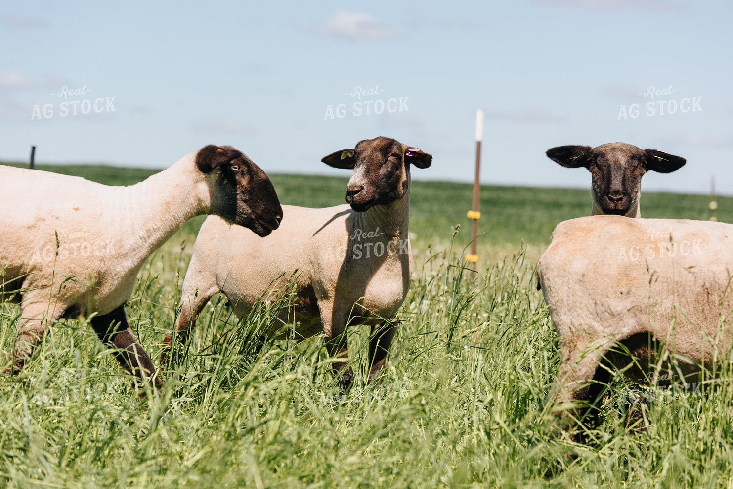Sheep in Pasture 68072