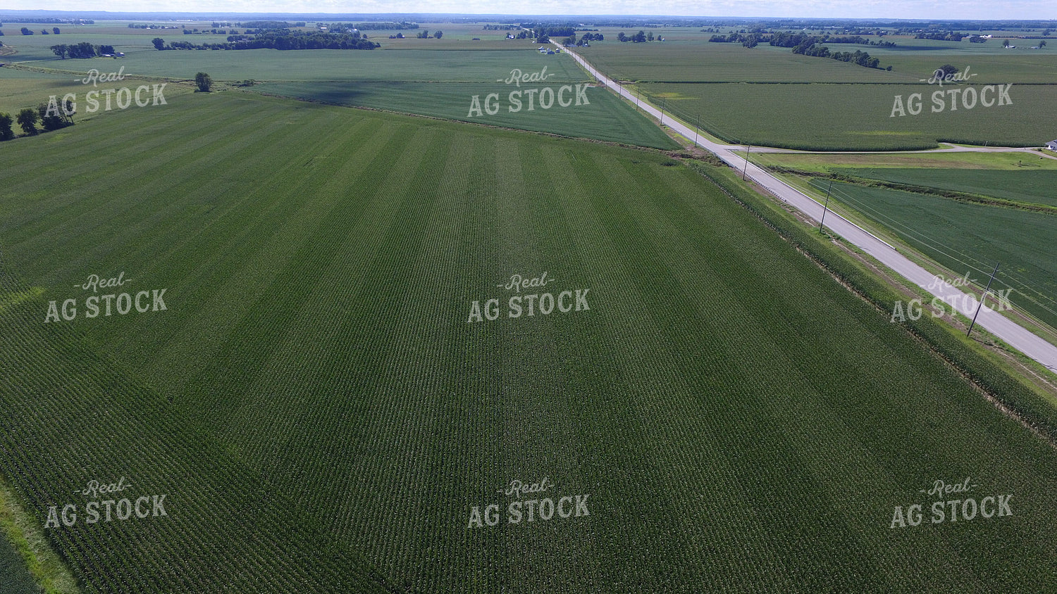Green Corn Field Drone 85006