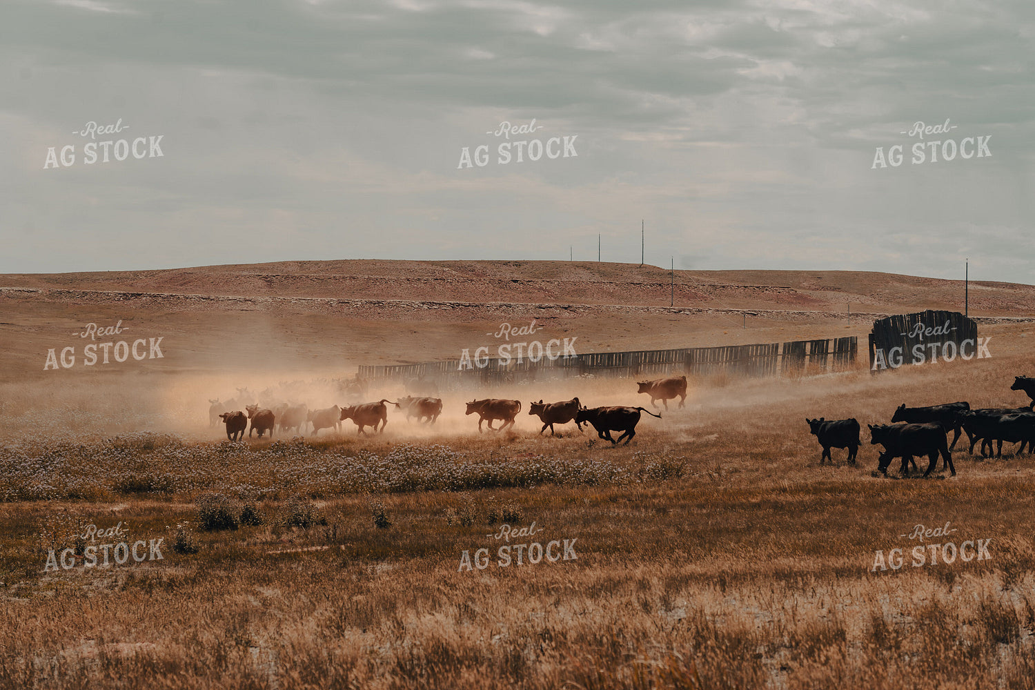 Moving Cattle 58180
